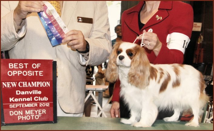 AKC CH Sheeba Madeline Rose