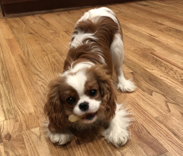 Fox shop creek cavaliers