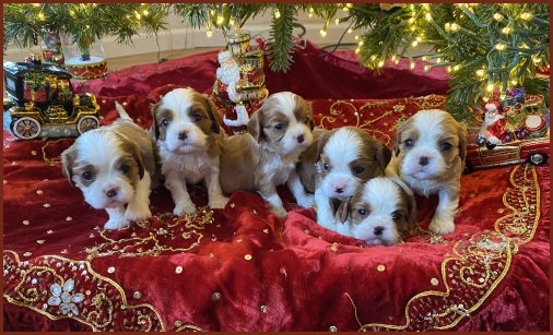 Fox Creek Blenheim Puppies