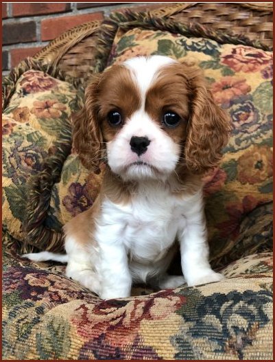 Fox shop creek cavaliers