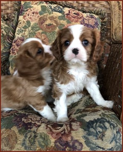 Fox Creek Blenheim Puppies