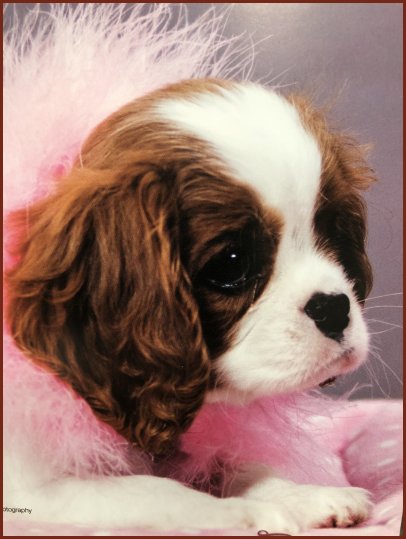 Fox shop creek cavaliers